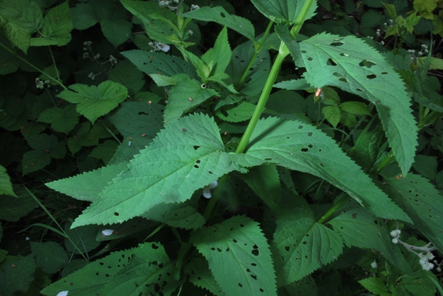 Scrophularia nodosa